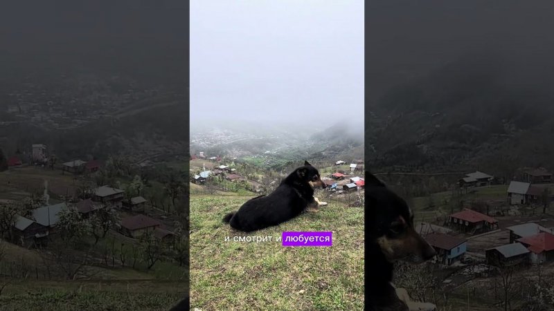 Хороша жизнь собак в горах#собака #собакавгорах #животные #dog #горнаясобака #таго #грузиягоры