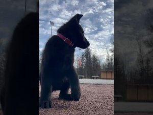 Приветики от сыночка ЦЕРО ФОМ РУССИШЕН ХОФ ВЕРДЭН НАЙТА #купитьщенканемецкойовчарки 89033733791