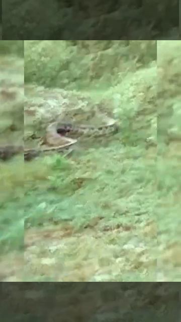 रनिंग ग्राउंड पर रखे टायर में निकला अजगर l wait for end आखरी तक देखें!#short смотреть онлайн