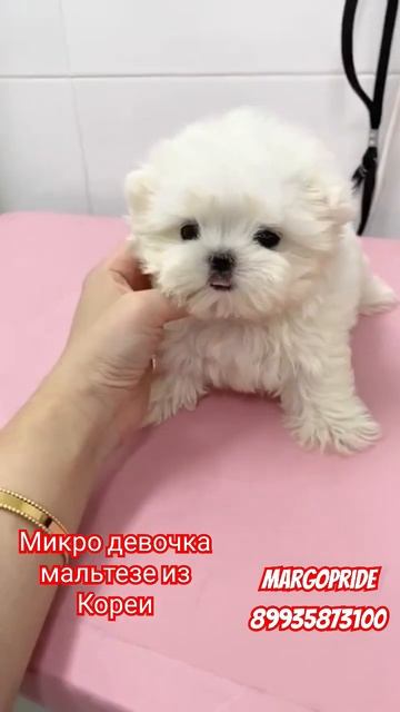 микро девочка мальтезе из Кореи продажа #микромальтезекорея #мальтийскаяболонкакорея #мальтезе