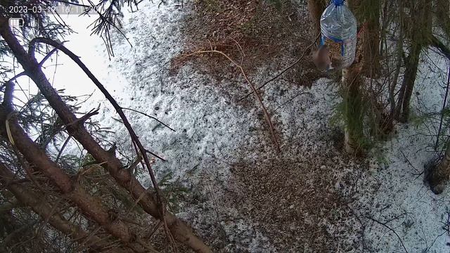 сойка смотреть онлайн