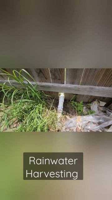 #rainwaterharvesting #homestead #urbanagriculture #communitygarden #selfsufficiency