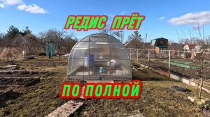 02.04.25  МОГУЧАЯ РЕДИСКА