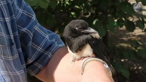 Ручная сорока. ПТЕНЕЦ СОРОКИ. Маленькое чудо. СОРОКА. В МИРЕ ЖИВОТНЫХ! Magpie. Птицы. Birds. Animal