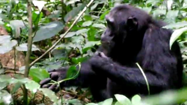 Uganda Gorilla смотреть онлайн