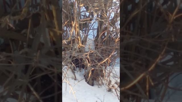 Есть охота,но своих трогать нельзя... смотреть онлайн