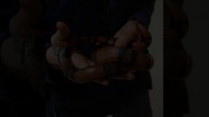 Самые безобидные и дружелюбные змеи в мире🐍🐍🐍