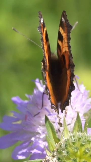 Butterfly смотреть онлайн