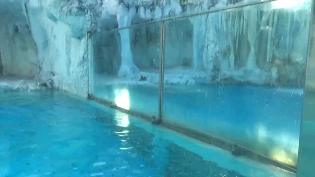 Лайк Настя Влог  ВЛОГ Кормим ЖИРАФОВ в СУПЕР Сафари Парке - Детское видео
