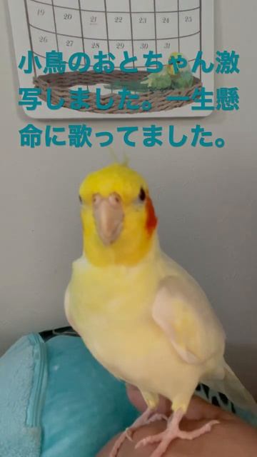 小鳥のおとちゃん激写しました。ミッキーマウスマーチととなりのトトロ？を歌ってます。オカメインコ のおとちゃん смотреть онлайн