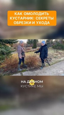 Как омолодить кустарник: секреты обрезки и ухода