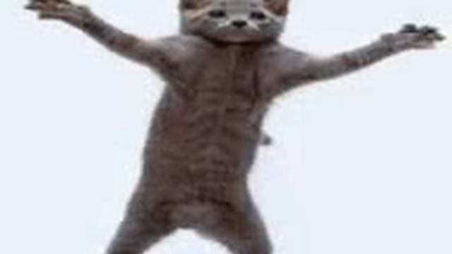 Диско кот смотреть онлайн