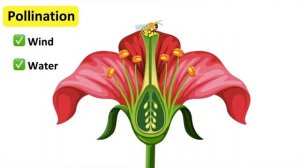 The process of pollination & fertilisation 🌷| Step-by-step process