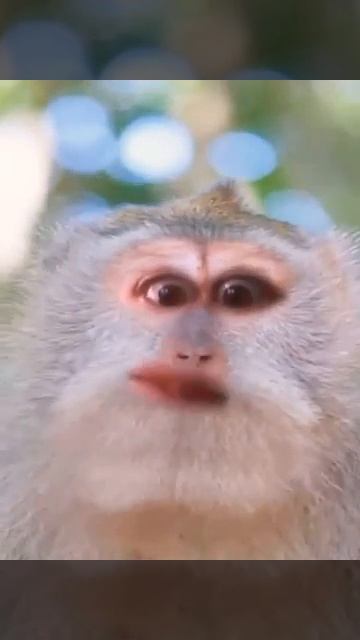 Обезьянка!😊😊😊😊😊😊😊 смотреть онлайн
