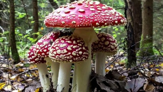 Безопасность жизни детей в летний период