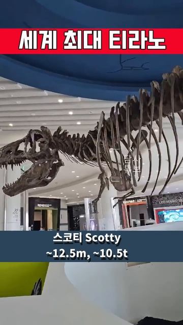 가장 큰 티라노 크기 체감하기 #shortvideo #shorts смотреть онлайн