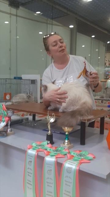 IVORY будет Сравниваться с КОТОМ на Выставке кошек#shorts