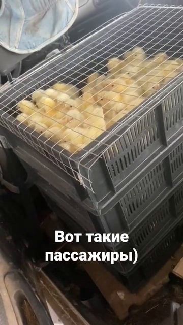 Вот такие пассажиры заехали в #автоцентраквариум #shorts #автосервис