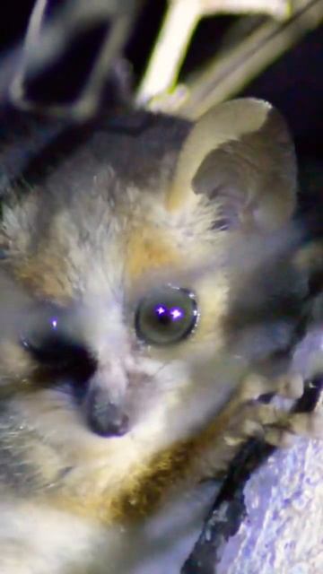 TINY and CUTE mouse lemur in Madagascar смотреть онлайн