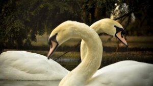 Лебединая верность. Правда и мифы о лебедях