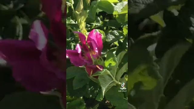 Шиповник смотреть онлайн