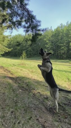 Красота, ум и сила  ВЕО