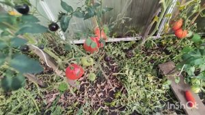 ПОСЛЕДНИЙ СБОР ТОМАТОВ В ОТКРЫТОМ ГРУНТЕ,ПАСЫЛОЧКА ПОРАДОВАЛА