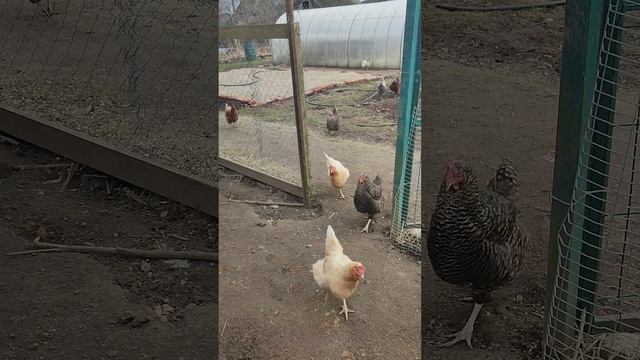 Как я загоняю курочек🐔 домой? Рыжий кот Фокс🐱 и кошечка Лапа мне в помощь☝