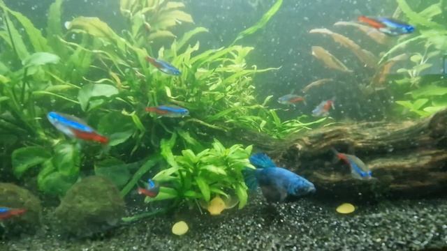 Лечение рыбки петушка Антибак 250 день 7й смотреть онлайн