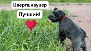 Собака Цвергшнауцер. Dog Schnauzer