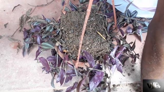 how to grow hanging flower plants