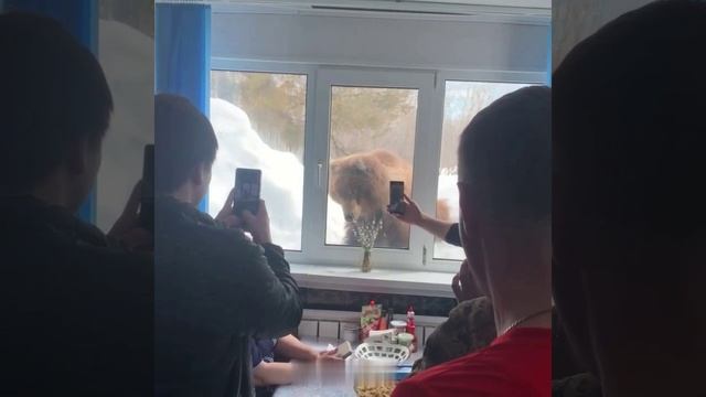 На Камчатке медведь пришёл позавтракать в столовую и культурно постучался в окно