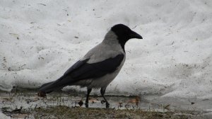 Серая ворона (лат. Corvus cornix)