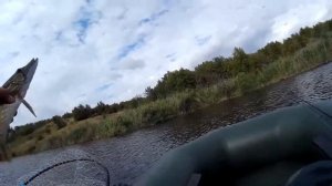 Секретный пруд. Воблер TsuYoki Colector 110SP.