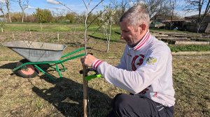 Рос куст, жена захотела дерево!