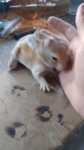 Крольчатам 11 дней!! толстенькие😅 смотреть онлайн