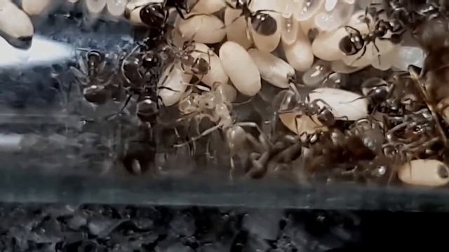 🐜 Lasius sp. - New-born Worker vol. 1 смотреть онлайн