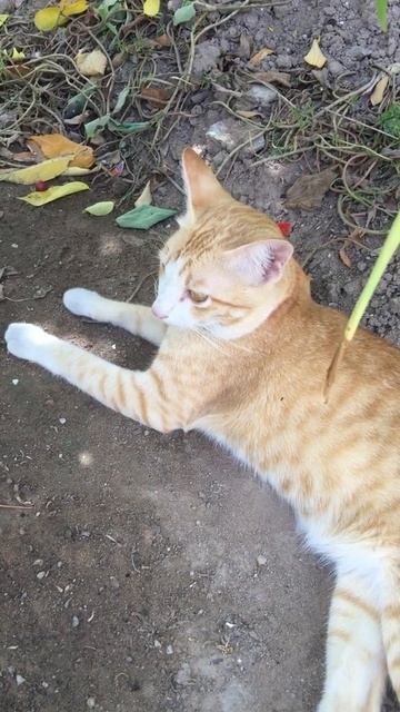 😹CROSS EYE CAT ADORABLE, BEST FUNNY CAT VIDEO 2021😹, CUTE CAT VIDEO TO CHEER UP MY DAY #BROWN #431 смотреть онлайн