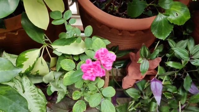 Unboxing of climbing rose plant that I ordered from Amazon!- An update. смотреть онлайн