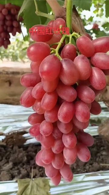 Delicious Chinese red rose grapes 好吃的中國紅玫瑰葡萄#shorts смотреть онлайн