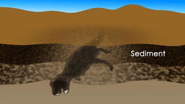 What is a Fossil?