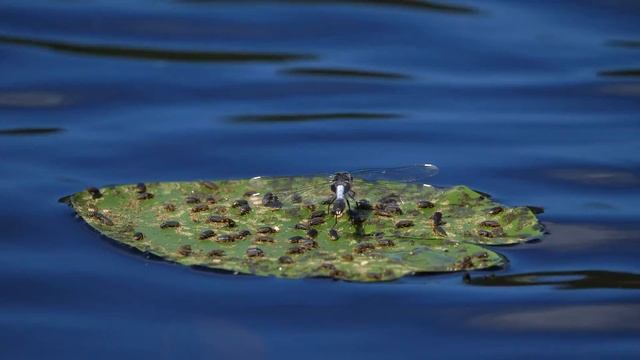 4K-Lilypad Whiteface with Water Lily Beetle. смотреть онлайн