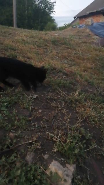 Маленький чёрный котёнок!!!#shorts смотреть онлайн