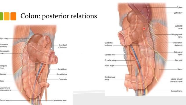 The gut tube Part 2 смотреть онлайн