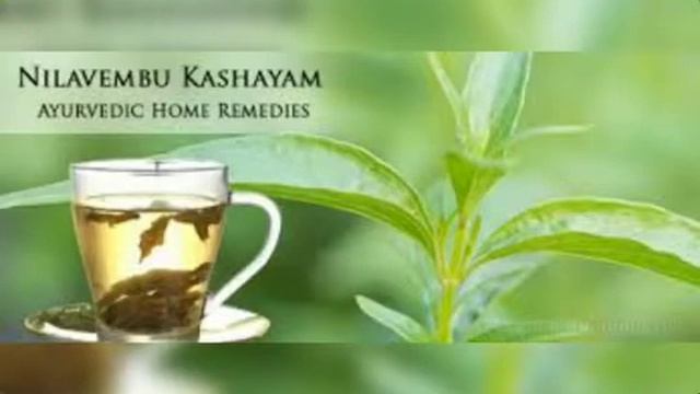 ANDROGRAPHIS PANICULATA KNOW THE HERBAL #NILAVEMBU# #KALMEGH# #நிலவேம்பு