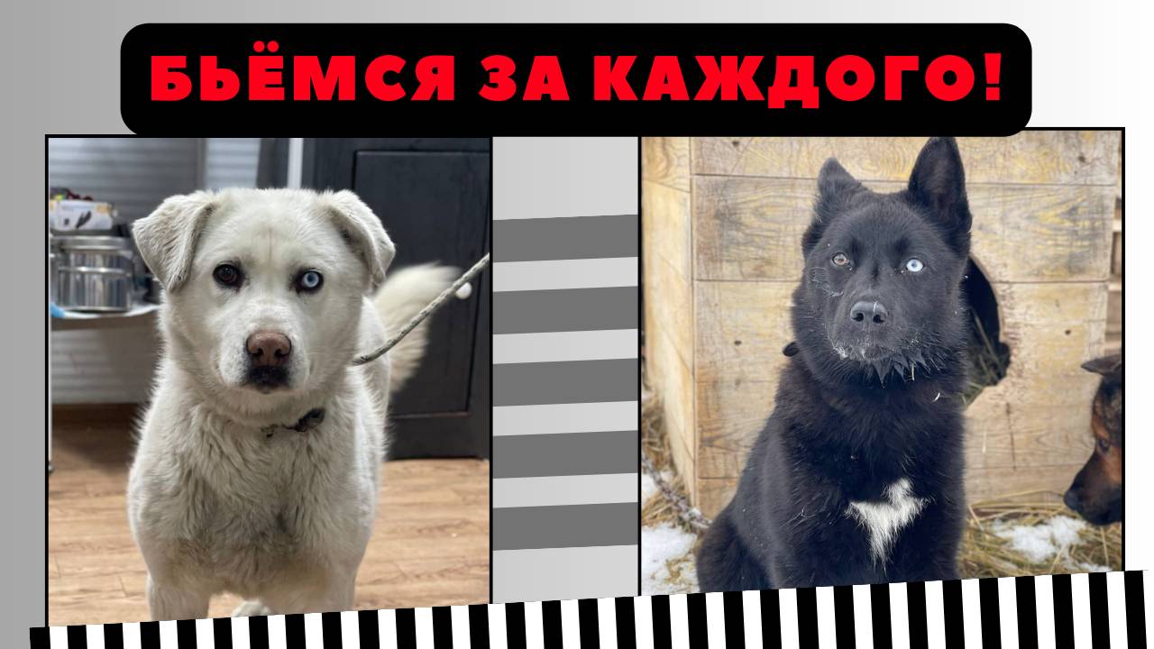 Возможно ли спасти всех? Конечно же нет...