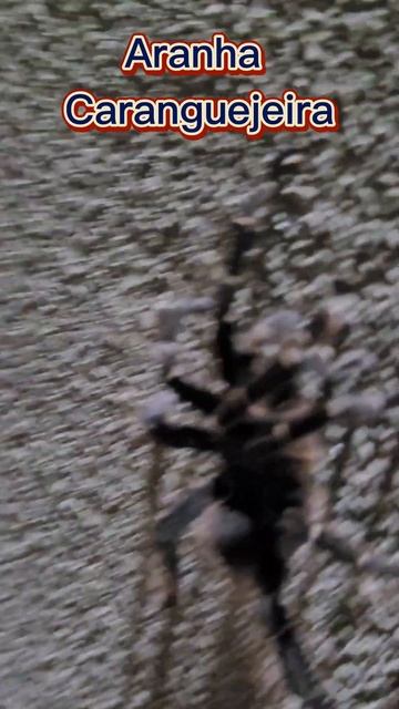 Aranha Caranguejeira: a maior e mais assustadora aranha do mundo? смотреть онлайн