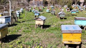 Пчеловодство. Пасека на Алтае. Пересадка пчёл.