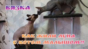 Вязка сфинксов/Что случилось в комнате котов?!