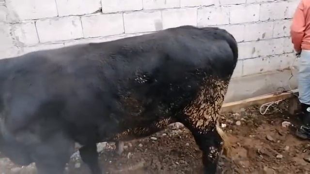 МОЛБОЗОР ИМРУЗ НАРХ ХЕЛА АРЗОН БУКАЧА ГУНАЧИН БАРА НАВ смотреть онлайн